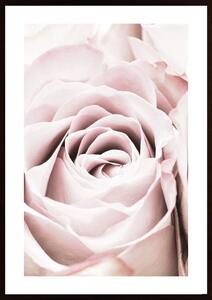 Pink Rose No 06 Poster