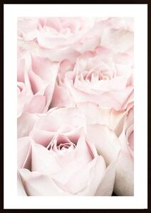 Pink Roses 05 Poster