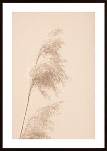 Reed Grass Beige 03 Poster