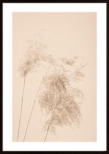 Reed Grass Beige 07 Poster