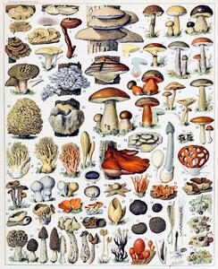 Bildreproduktion Illustration of Mushrooms c.1923, Millot, Adolphe Philippe