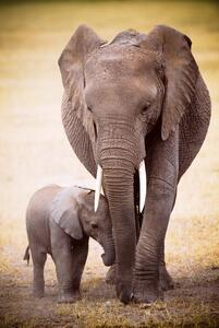 Poster, Affisch Elephant and baby