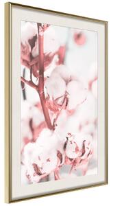 Inramad Poster / Tavla - Cotton Flowers - 20x30 Guldram med passepartout