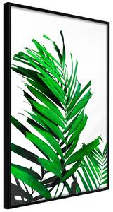 Inramad Poster / Tavla - Emerald Palm - 20x30 Svart ram