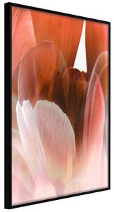 Inramad Poster / Tavla - Tulip Petals - 40x60 Guldram med passepartout