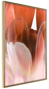 Inramad Poster / Tavla - Tulip Petals - 20x30 Guldram