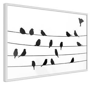 Inramad Poster / Tavla - Birds Council Meeting - 60x40 Svart ram med passepartout