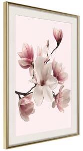 Inramad Poster / Tavla - Blooming Magnolias I - 20x30 Svart ram