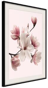 Inramad Poster / Tavla - Blooming Magnolias I - 20x30 Guldram med passepartout