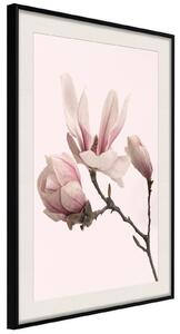 Inramad Poster / Tavla - Blooming Magnolias II - 20x30 Guldram med passepartout