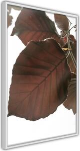 Inramad Poster / Tavla - Burgundy Tilia Leaf - 20x30 Vit ram