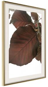 Inramad Poster / Tavla - Burgundy Tilia Leaf - 20x30 Svart ram