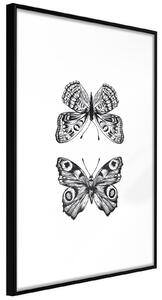 Inramad Poster / Tavla - Butterfly Collection I - 30x45 Svart ram