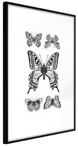 Inramad Poster / Tavla - Butterfly Collection IV - 20x30 Svart ram