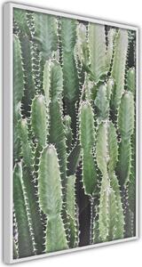 Inramad Poster / Tavla - Cactus Plantation - 40x60 Guldram med passepartout