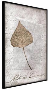 Inramad Poster / Tavla - Dried Leaf - 30x45 Svart ram