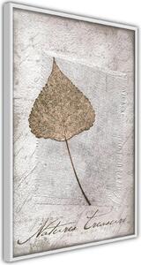 Inramad Poster / Tavla - Dried Leaf - 20x30 Svart ram