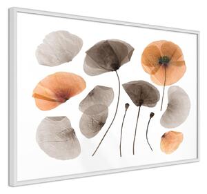 Inramad Poster / Tavla - Dried Poppies - 45x30 Svart ram med passepartout