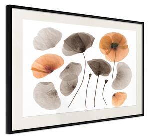 Inramad Poster / Tavla - Dried Poppies - 45x30 Svart ram