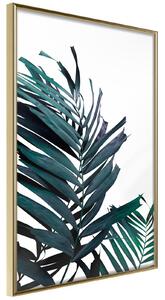 Inramad Poster / Tavla - Evergreen Palm Leaves - 20x30 Guldram