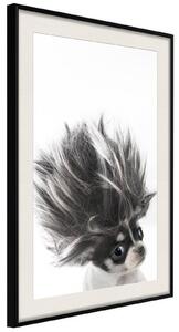 Inramad Poster / Tavla - Funny Chihuahua - 20x30 Svart ram med passepartout