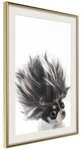 Inramad Poster / Tavla - Funny Chihuahua - 20x30 Vit ram