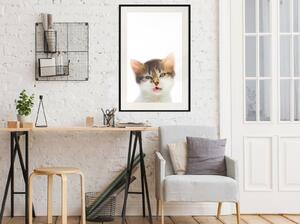 Inramad Poster / Tavla - Funny Kitten - 20x30 Guldram