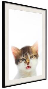 Inramad Poster / Tavla - Funny Kitten - 20x30 Vit ram med passepartout
