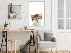 Inramad Poster / Tavla - Funny Kitten - 40x60 Svart ram med passepartout