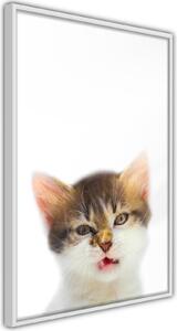 Inramad Poster / Tavla - Funny Kitten - 20x30 Vit ram med passepartout