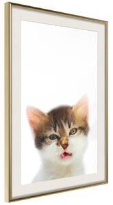 Inramad Poster / Tavla - Funny Kitten - 30x45 Guldram med passepartout