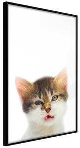 Inramad Poster / Tavla - Funny Kitten - 20x30 Guldram med passepartout
