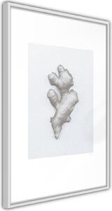 Inramad Poster / Tavla - Ginger Rhizome - 20x30 Svart ram med passepartout
