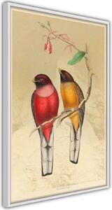 Inramad Poster / Tavla - Ornithologist's Drawings - 20x30 Guldram med passepartout