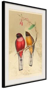 Inramad Poster / Tavla - Ornithologist's Drawings - 20x30 Svart ram