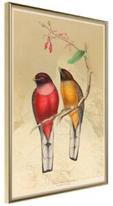 Inramad Poster / Tavla - Ornithologist's Drawings - 20x30 Guldram