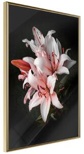 Inramad Poster / Tavla - Pale Pink Lilies - 20x30 Guldram