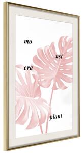 Inramad Poster / Tavla - Pale Pink Monstera - 40x60 Vit ram