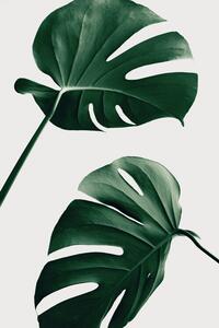 Illustration Monstera Natural 46, Studio Collection