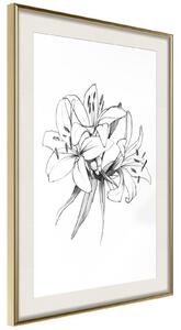 Inramad Poster / Tavla - Sketch of Lillies - 20x30 Svart ram med passepartout