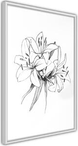 Inramad Poster / Tavla - Sketch of Lillies - 30x45 Svart ram med passepartout