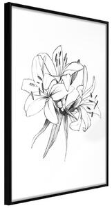 Inramad Poster / Tavla - Sketch of Lillies - 40x60 Svart ram