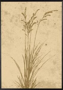 Poster - Plant art - 21x30 cm