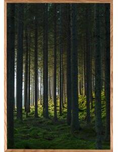 Poster - Woods - 21x30 cm