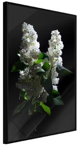 Inramad Poster / Tavla - White Lilac - 20x30 Svart ram med passepartout