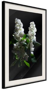 Inramad Poster / Tavla - White Lilac - 20x30 Svart ram