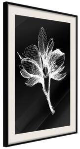 Inramad Poster / Tavla - White Plant - 20x30 Svart ram