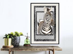 Inramad Poster / Tavla - Zebra in the Frame - 20x30 Guldram med passepartout