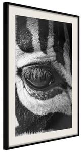 Inramad Poster / Tavla - Zebra Is Watching You - 20x30 Vit ram med passepartout
