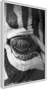 Inramad Poster / Tavla - Zebra Is Watching You - 20x30 Guldram med passepartout